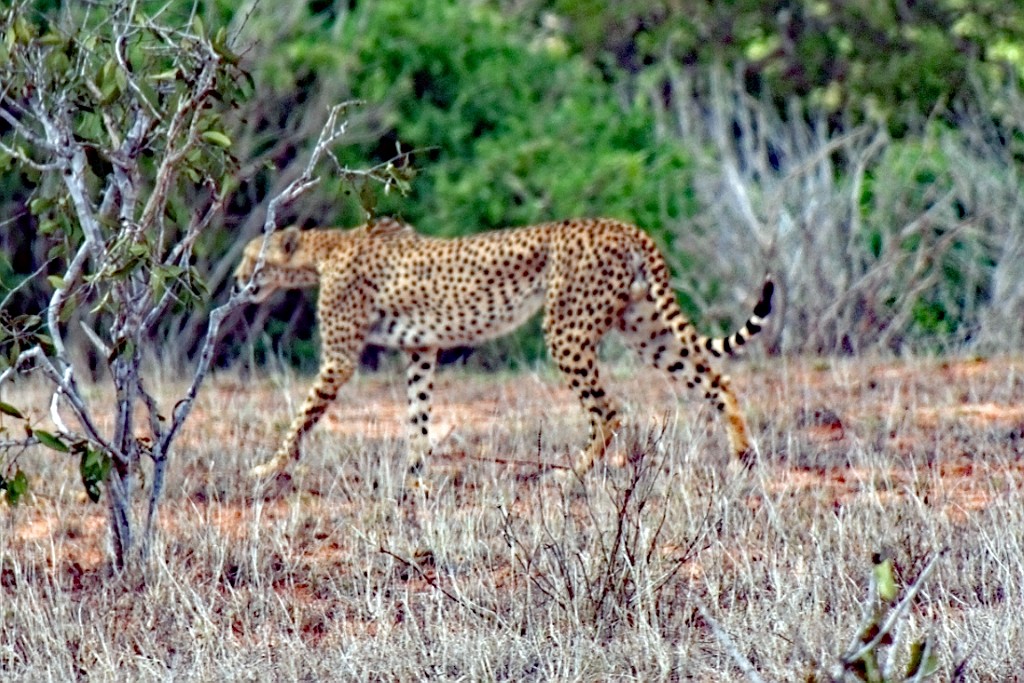 Kenia (290).jpg